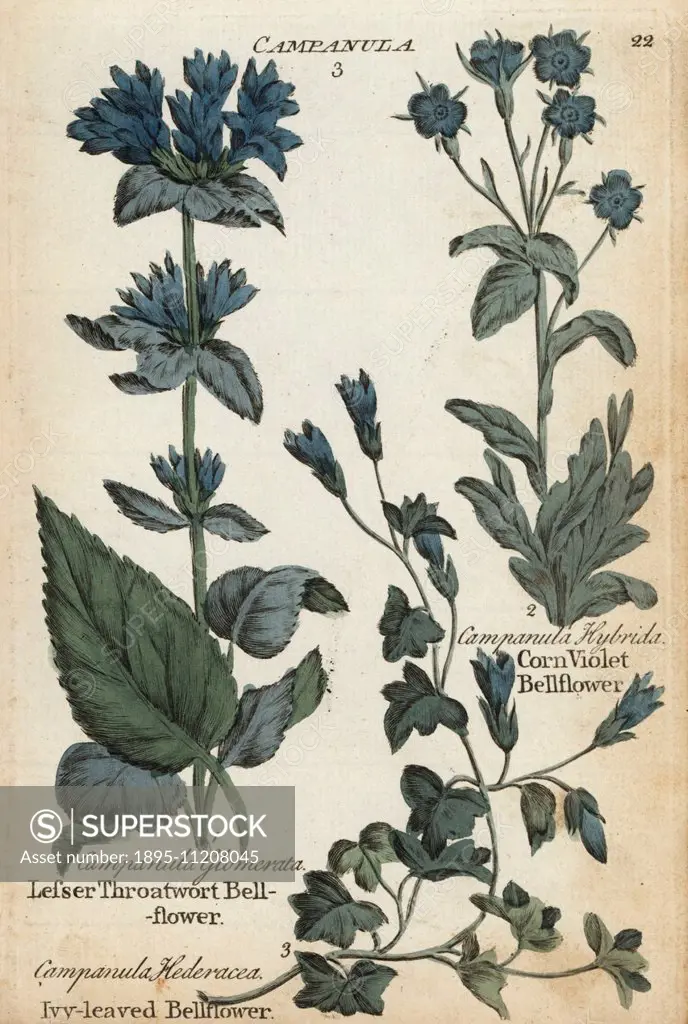 Lesser throatwort bellflower, Campanula glomerata, ivy-leaved bellflower, Wahlenbergia hederacea , and corn violet bellflower, Legousia hybrida. Handc...