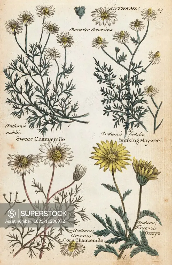 Sweet chamomile, Chamaemelum nobile, stinking mayweed, Anthemis foetida, corn chamaemile, Anthemis arvensis, and oxeye, Anthemis tinctoria. Handcolour...