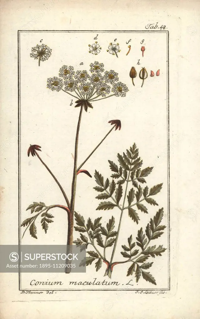 Poison hemlock, Conium maculatum. Handcoloured copperplate engraving by J.S. Leitner from a drawing by B. Thanner from Johannes Zorn's Icones plantaru...