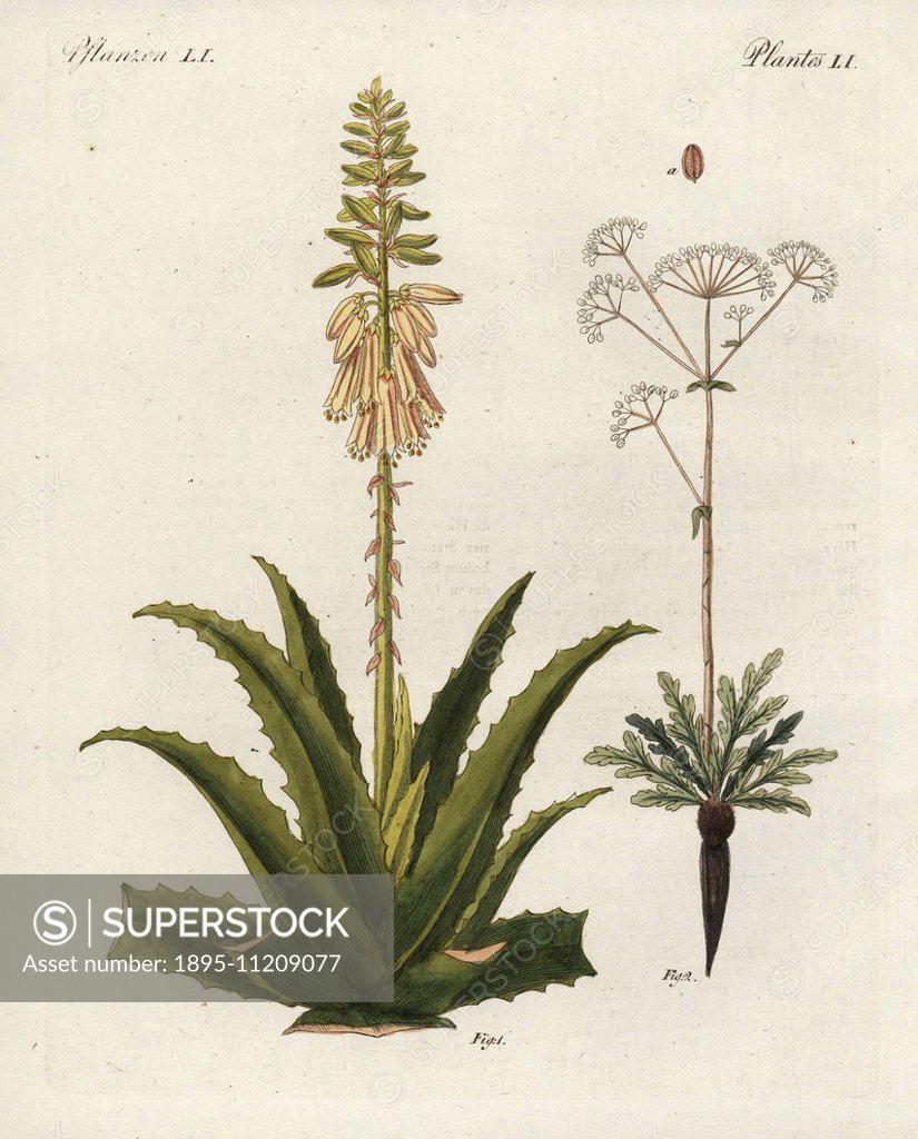 Aloe vera 1, with flower and leaf, and asafoetida 2, Ferula assafoetida ...