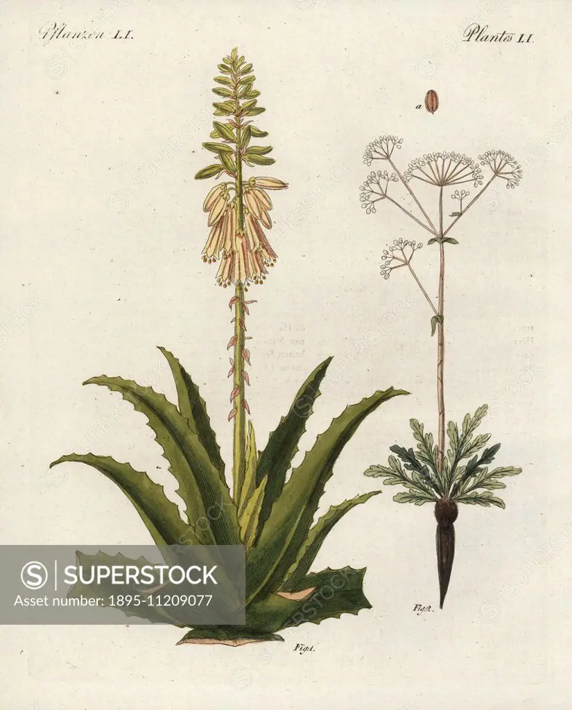 Aloe vera 1, with flower and leaf, and asafoetida 2, Ferula assafoetida, with flower, leaf, root rhizome and seed. Handcoloured copperplate engraving ...