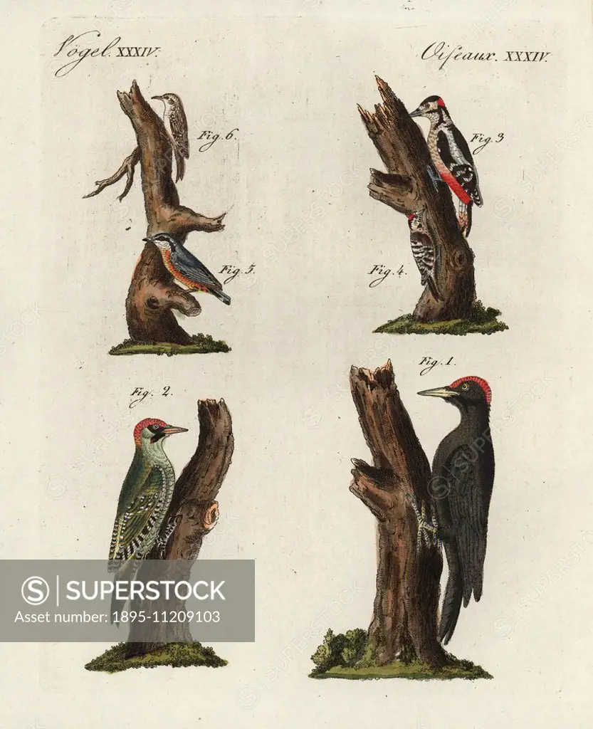 Black woodpecker, Dryocopus martius 1, European green woodpecker, Picus viridis 2, great spotted woodpecker, Dendrocopos major 3, lesser spotted woodp...