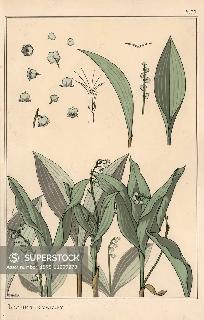 Lily of the valley, botanical study. Lithograph by E. Hervegh with pochoir (stencil) handcoloring from Eugene Grasset's Plants and their Application t...