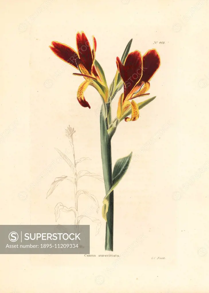 Canna patens. Handcoloured copperplate engraving by George Cooke from Conrad Loddiges' Botanical Cabinet, London, 1810.