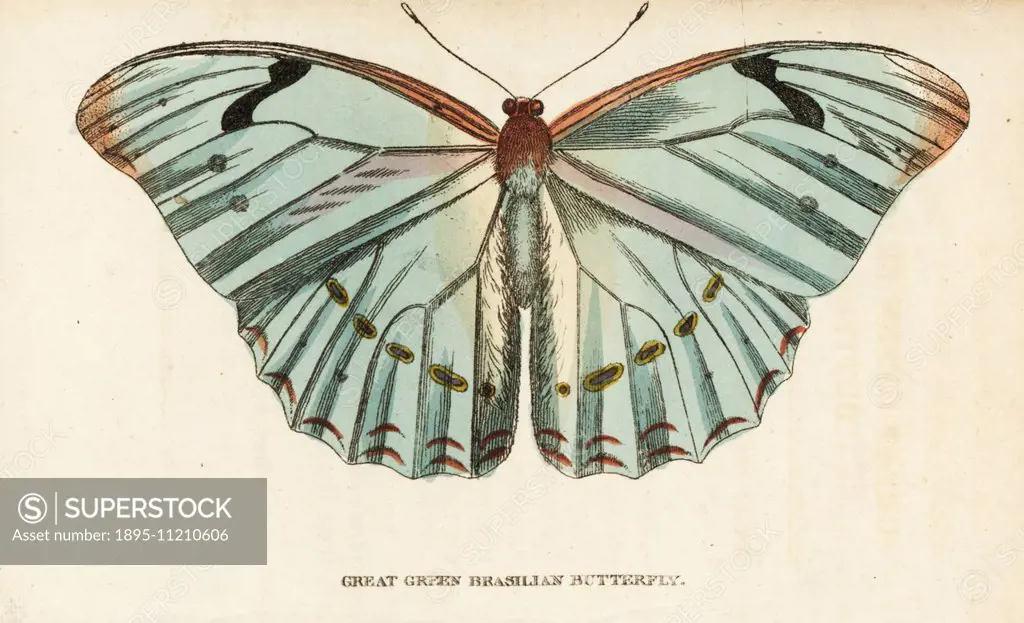 Morpho laertes. (Great green Brazilian butterfly) Illustration copied from Dru Drury's Exotic entomology, nature, natural world, no people, wildlife, ...