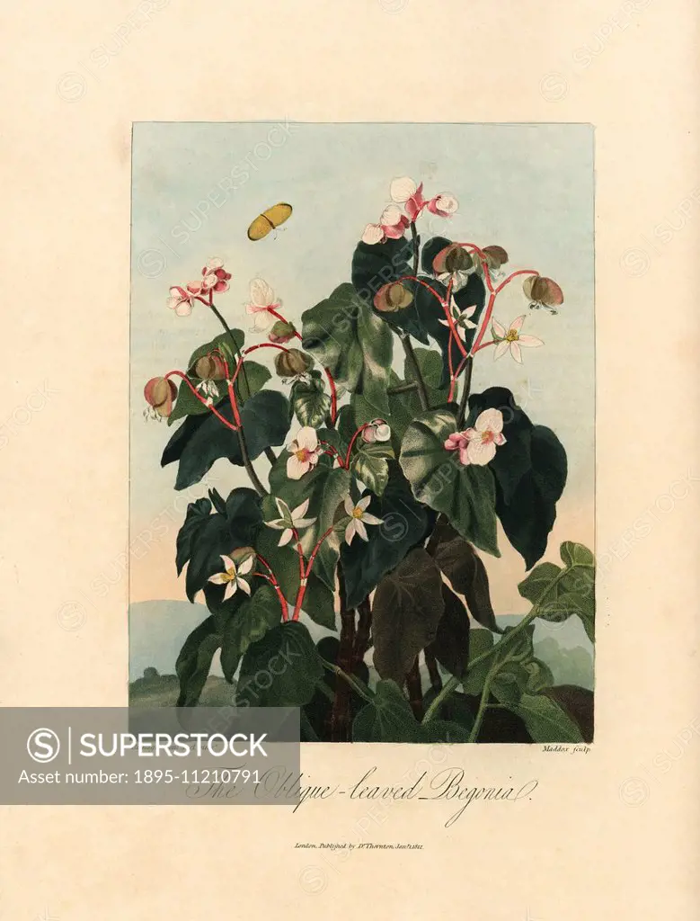 Oblique leaved begonia, Begonia minor Jacq. Painted by Philip Reinagle Sr., engraved by Maddox. Handcoloured stipple copperplate engraving from Dr. Ro...