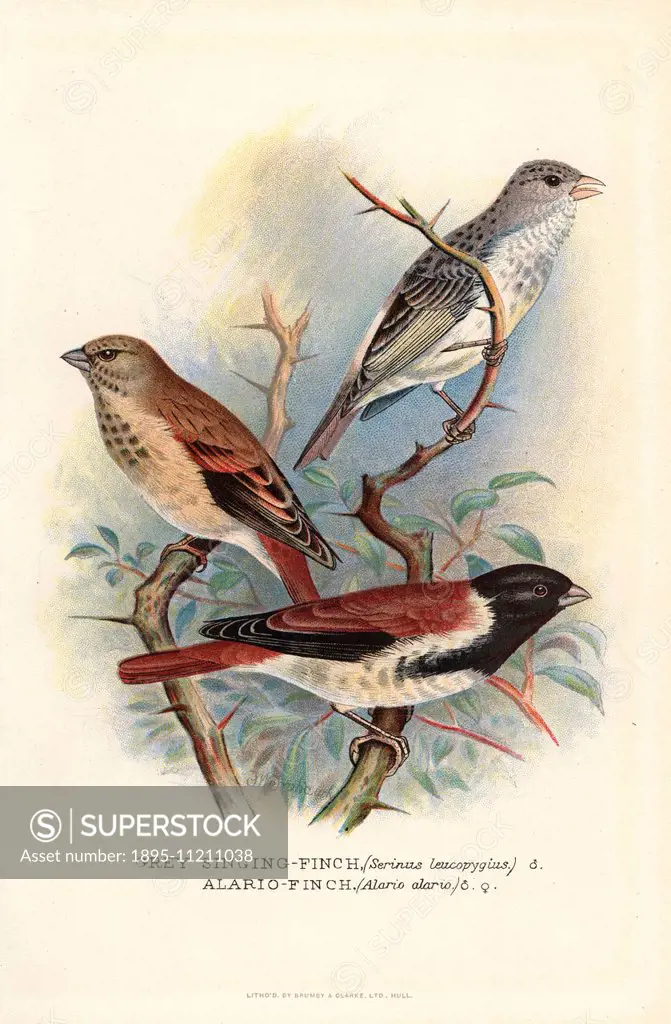 White-rumped seedeater or grey-singing finch, Serinus leucopygius, and black-headed canary, Serinus alario (Alario finch, Alario alario). Chromolithog...