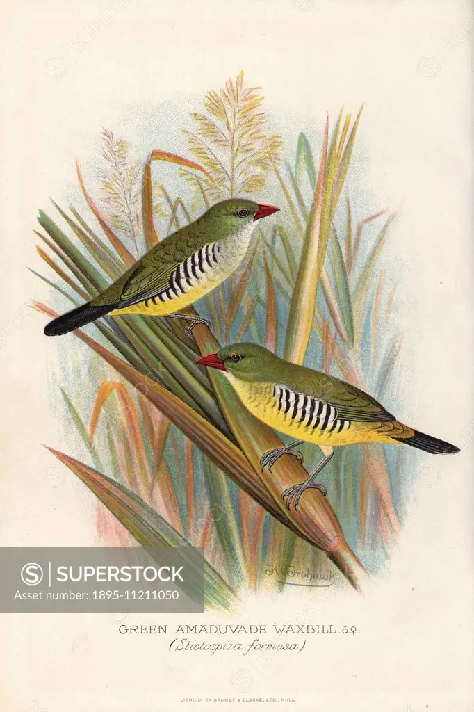 Green avadavat, Amandava formosa. Vulnerable. (Green amaduvade waxbill, Stictospiza formosa.) Chromolithograph by Brumby and Clarke after a painting b...