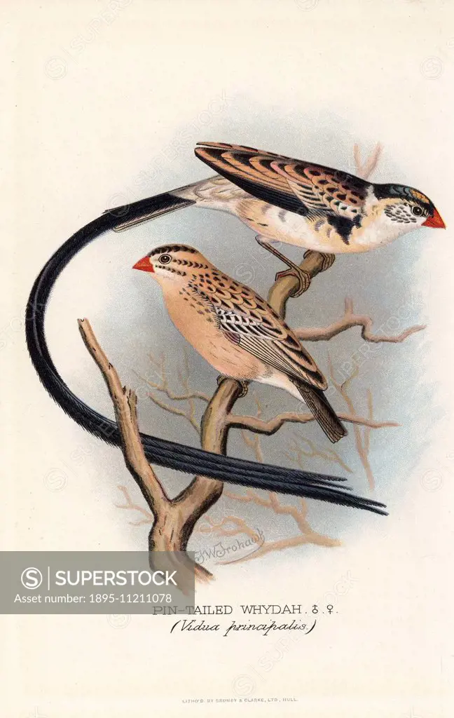 Pin-tailed whydah, Vidua macroura. (Vidua principalis) Chromolithograph by Brumby and Clarke after a painting by Frederick William Frohawk from Arthur...