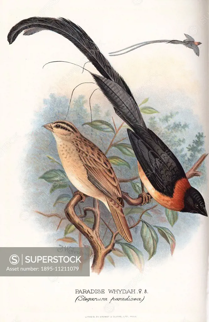 Long-tailed paradise whydah, Vidua paradisaea. Chromolithograph by Brumby and Clarke after a painting by Frederick William Frohawk from Arthur Gardine...