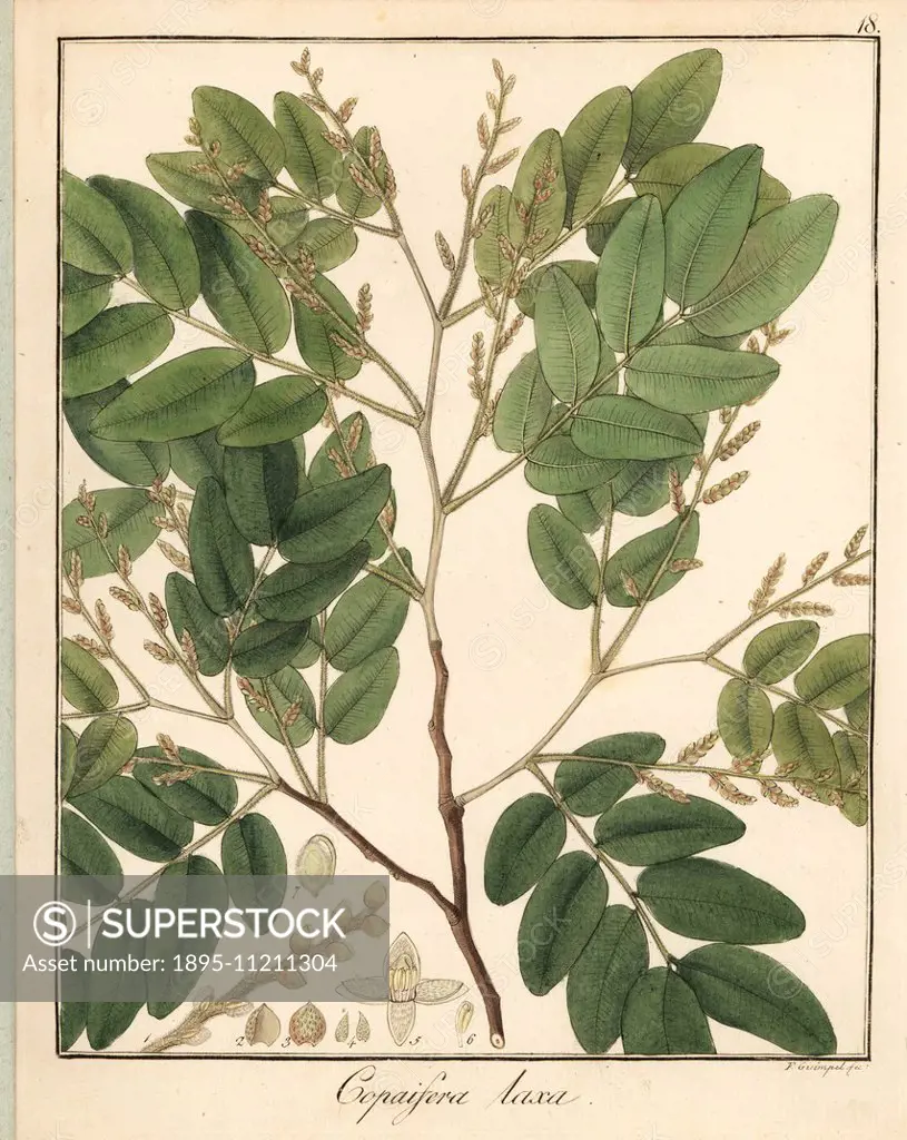 Diesel or kerosene tree, Copaifera langsdorffii var. laxa. Handcoloured copperplate engraving by F. Guimpel from Dr. Friedrich Gottlob Hayne's Medical...