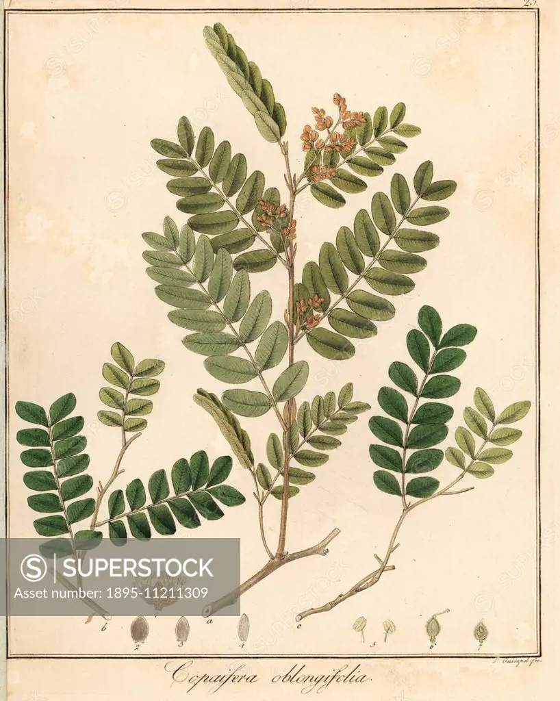 Copal or copaiba tree, Copaifera oblongifolia. Handcoloured copperplate engraving by F. Guimpel from Dr. Friedrich Gottlob Hayne's Medical Botany, Ber...