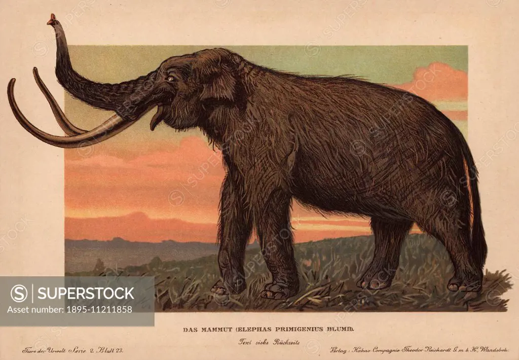 Woolly mammoth, Mammuthus primigenius, Elephas primigenius Blumb. Colour printed (chromolithograph) illustration by F. John from Tiere der Urwelt' Ani...