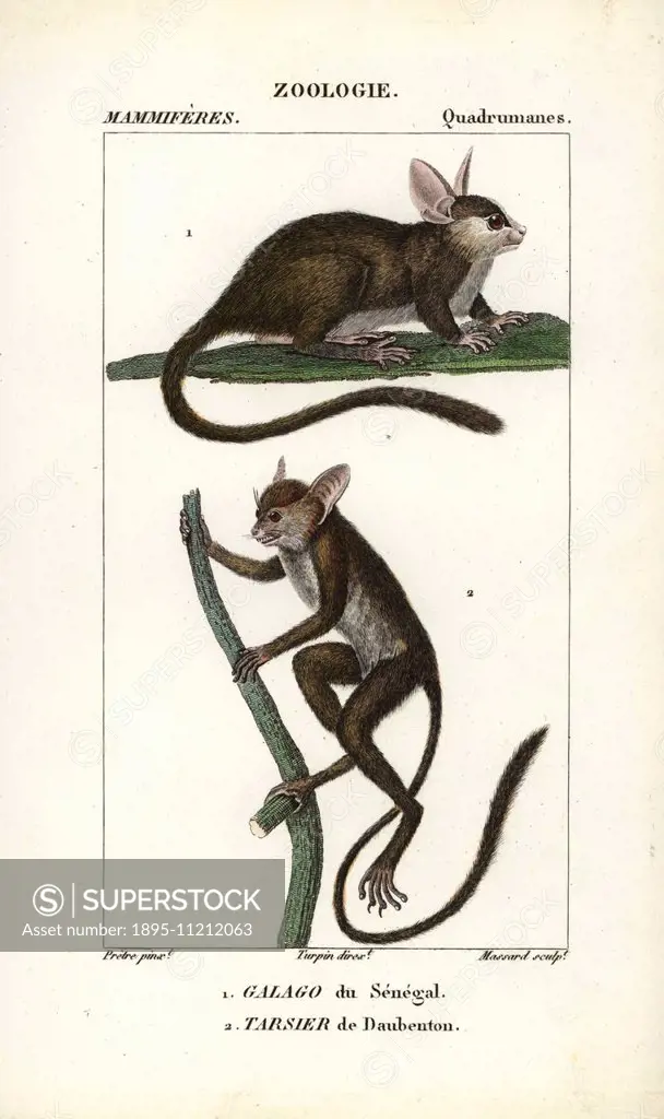 Senegal bushbaby, Galago senegalensis, and spectral tarsier, Tarsius tarsier (vulnerable). Handcoloured copperplate stipple engraving from Frederic Cu...