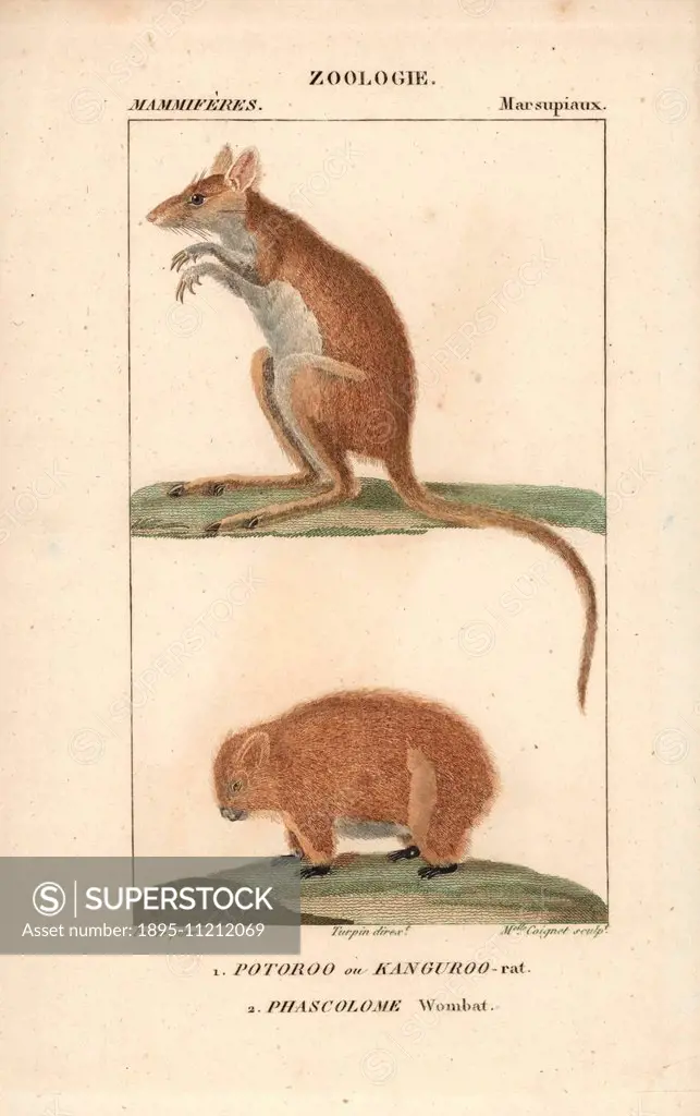 Long-footed potoroo or kangaroo rat, Potorous longipes (endangered), and common wombat, Vombatus ursinus. Handcoloured copperplate stipple engraving f...