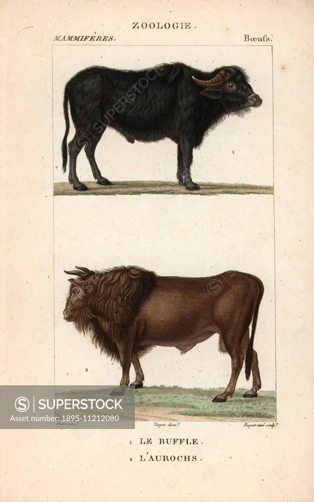 Water buffalo, Bubalus bubalis, and extinct auroch, Bos urus. Handcoloured copperplate stipple engraving from Frederic Cuvier's Dictionary of Natural ...