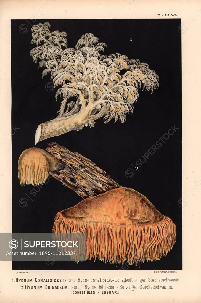 Comb tooth mushroom, Hericium coralloides, Hydnum coralloides, hydne coralloide, and lion's mane mushroom, Hericium erinaceus, Hydnum erinaceus, hydne...