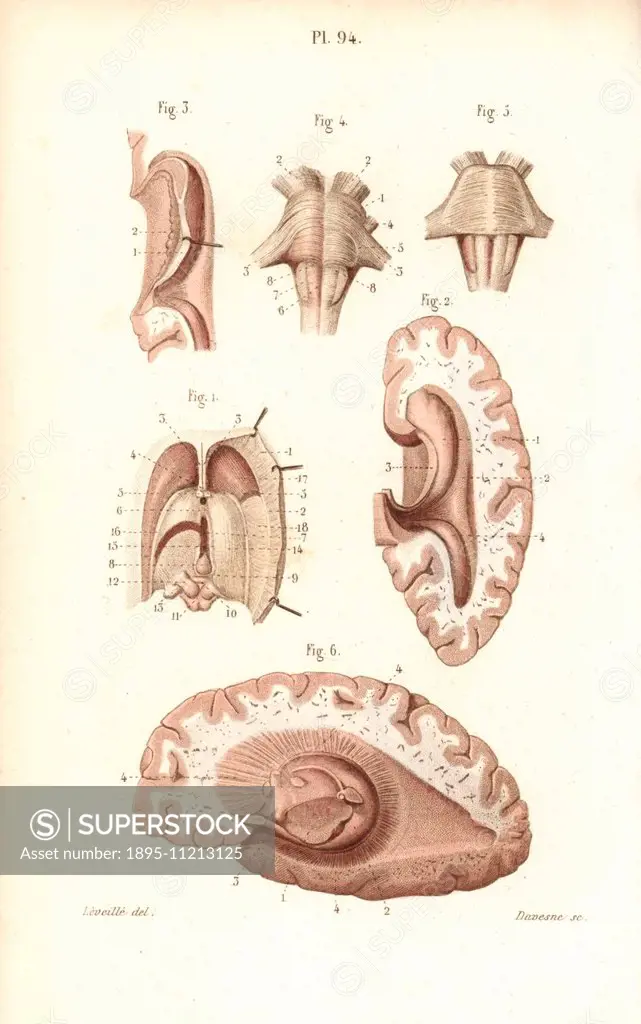 Brain, pons, medulla oblongata, pineal gland, etc. Handcolored steel engraving by Davesne of a drawing by Leveille from Dr. Joseph Nicolas Masse's Pet...