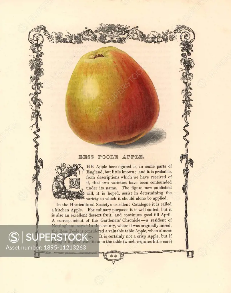 Bess Poole apple, Malus domestica, within a Della Robbia ornamental frame with text below. Handcoloured glyphograph from Benjamin Maund's The Fruitist...