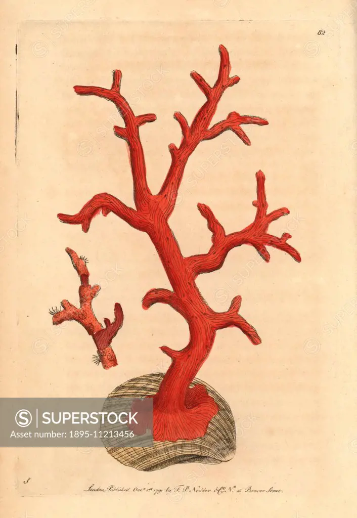Red coral, Corallium rubrum. Illustration signed S (George Shaw). Handcolored copperplate engraving from George Shaw and Frederick Nodder's The Natura...
