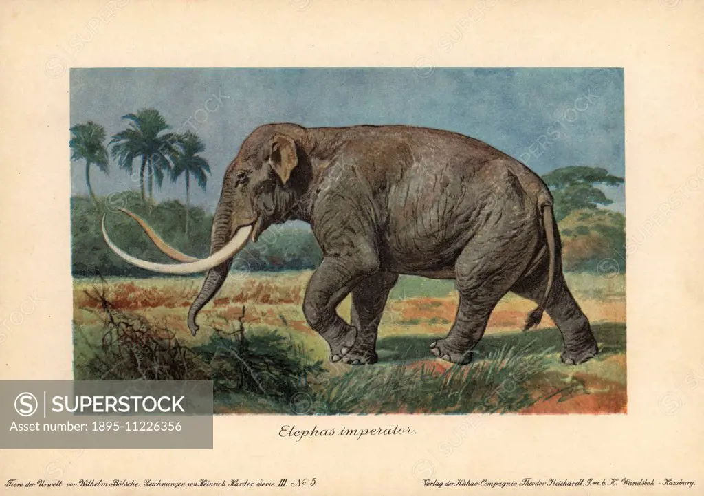 Elephas imperator, an extinct giant mammoth now classified as Mammuthus imperator. Colour printed illustration (chromolithograph) by Heinrich Harder f...