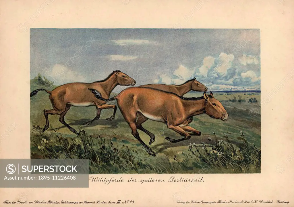 Wild horses of the later Tertiary era, extinct genus of the horse Equus ferus.Colour printed illustration (chromolithograph) by Heinrich Harder from T...