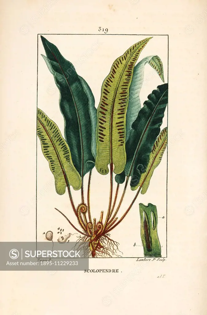 Hart's-tongue fern, Asplenium scolopendrium, with leaf, seed and root. Handcoloured stipple copperplate engraving by Lambert Junior from a drawing by ...