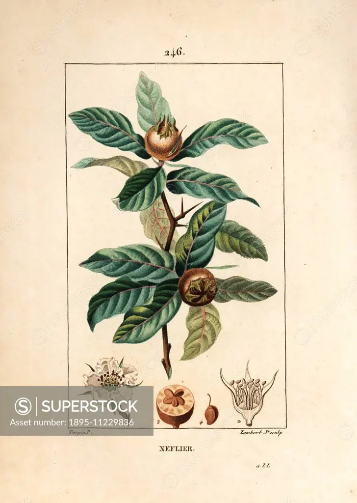 German medlar, Mespilus germanica, with leaf, fruit, seed and flower. Handcoloured stipple copperplate engraving by Lambert Junior from a drawing by P...