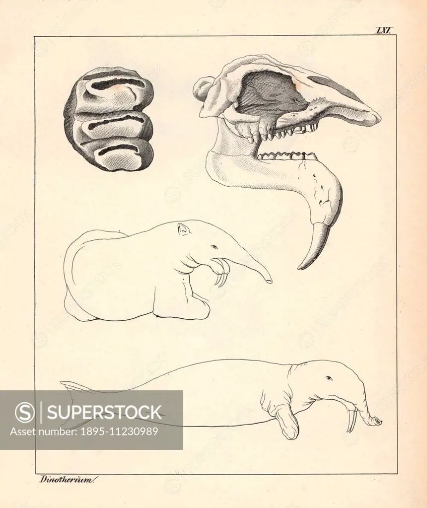 Skull, tooth and fanciful illustration of a Dinotherium, shown as a kind of seal-like creature. Deinotherium, an extinct relative to the elephant. Lit...