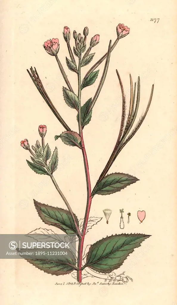 Broad smooth-leaved willowherb, Epilobium montanum. Handcoloured copperplate engraving from a drawing by James Sowerby for Smith's English Botany Lond...