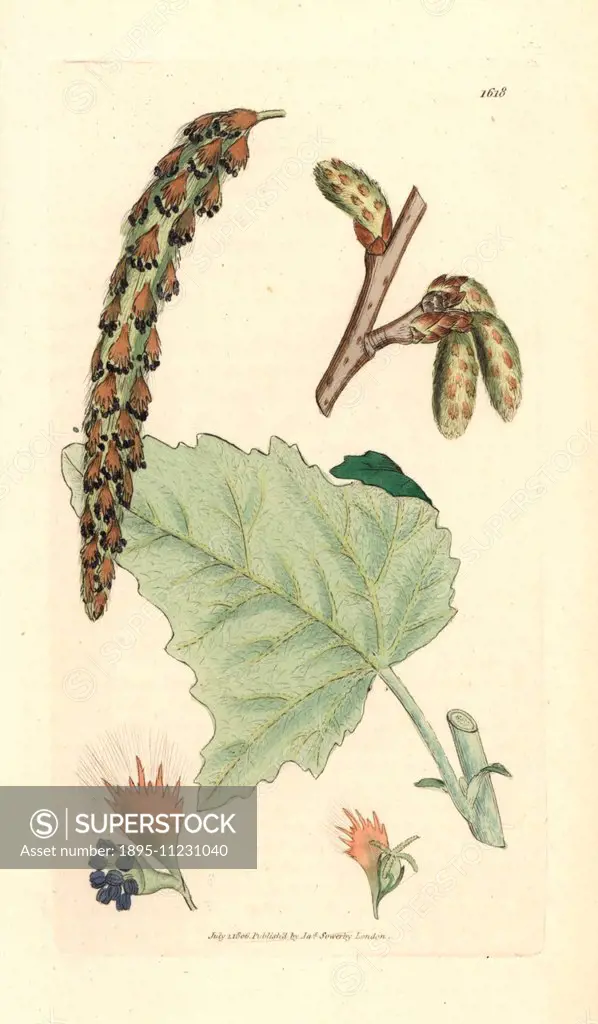 Great white poplar, Populus alba. Handcoloured copperplate engraving from a drawing by James Sowerby for Smith's English Botany London, 1806. Sowerby ...