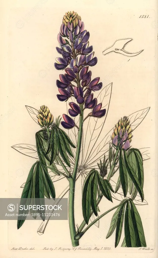 Mexican lupine, Lupinus elegans (Drooping-leaved lupine). Handcoloured copperplate engraving by S. Watts after an illustration by Miss Drake from Syde...