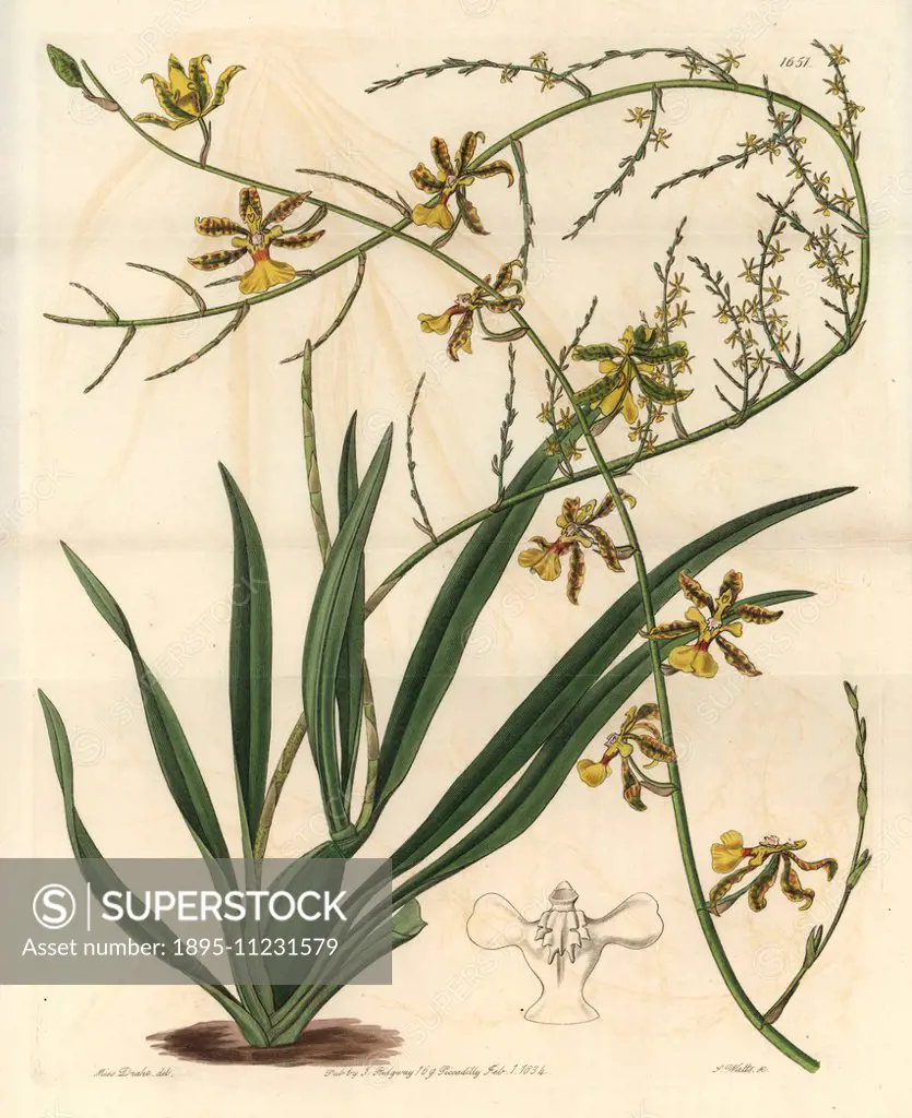 Oncidium baueri orchid (Lofty oncidium, Oncidium altissimum). Handcoloured copperplate engraving by S. Watts after an illustration by Miss Drake from ...