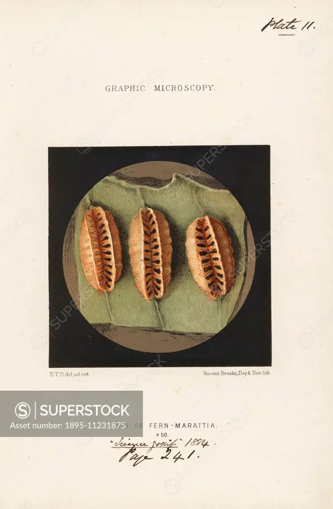 Sori or sporangia (spore cases) on the underside of a fern frond, Marattia alata, magnified x50. Chromolithograph after an illustration by E.T.D., lit...