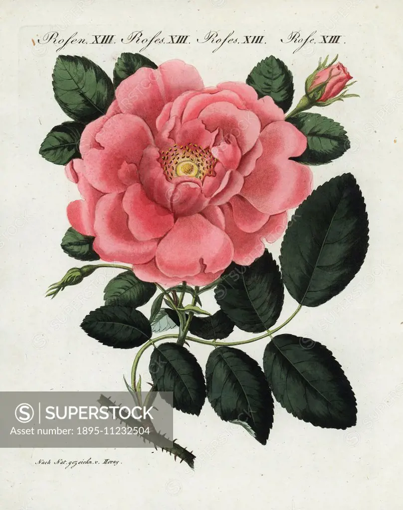 Large flowered Damask rose, Rosa damascena grandiflora. Handcoloured copperplate engraving from an illustration drawn from nature by Horny from Bertuc...