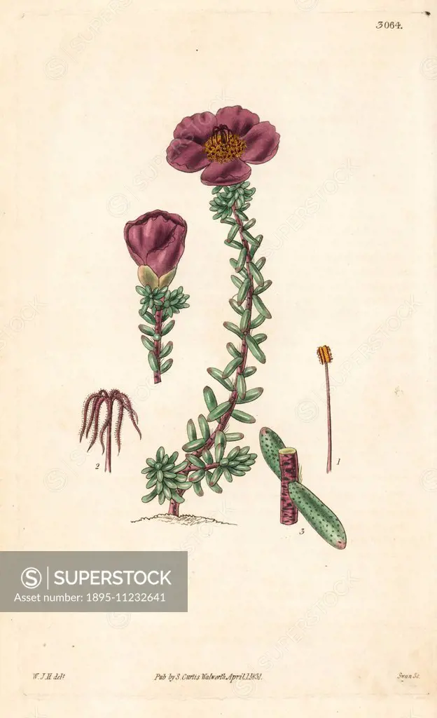 Dr. Gillies' purslane, Portulaca gilliesii. Handcoloured copperplate engraving by Swan after an illustration by William Jackson Hooker from Samuel Cur...