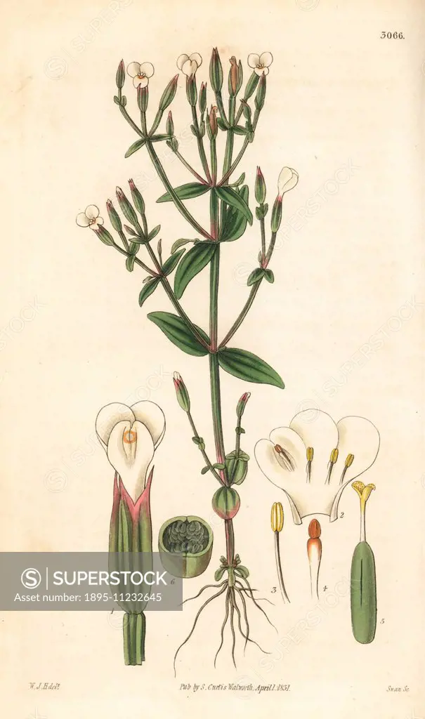 Winged-stem canscora, Canscora alata (Decussate pladera, Pladera decussata). Handcoloured copperplate engraving by Swan after an illustration by Willi...