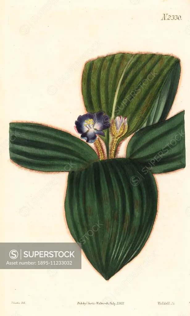 Iris oxypetala (Pallas' Chinese iris, Iris pallasii chinensis). Handcoloured copperplate engraving by Weddell after an illustration by John Curtis fro...