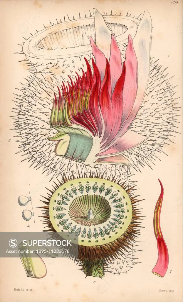 Giant waterlily, Victoria amazonica (Victoria water-lily, Victoria regia), torus, stamen, ovary, ovules, stigma and fruit outline. Handcoloured botani...