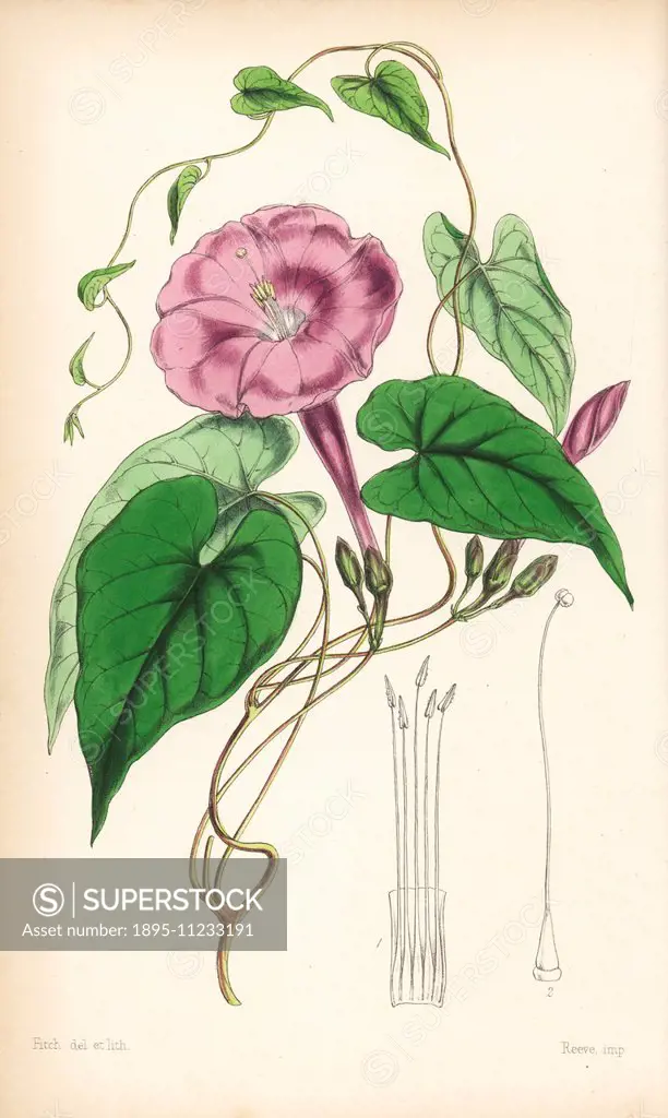 Jalap, Ipomoea dumosa (Purga or true jalap, Exogonium purga). Handcoloured botanical illustration drawn and lithographed by Walter Fitch from Sir Will...