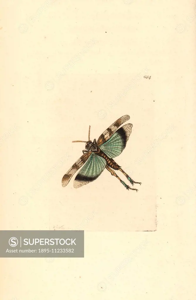 Blue-winged grasshopper, Oedipoda caerulescens (Caerulescent locust, Gryllus caerulescens). Illustration drawn and engraved by Richard Polydore Nodder...