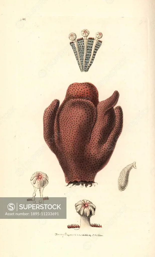 Sea hand or purple alcyonium, Alcyonium exos (red dead man's fingers, Alcyonium palmatum). Illustration drawn and engraved by Richard Polydore Nodder...