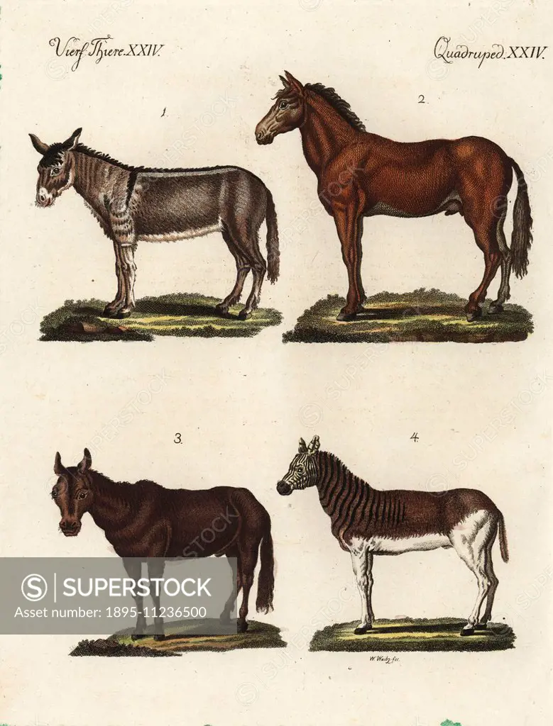 Domestic ass, Equus africanus asinus 1, hybrid mulet (ass and mare) 2, hybrid mule (stallion and female ass) 3 and extinct quagga, Equus quagga quagga...