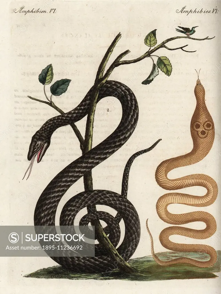 Indian cobra, Naja naja 1, and black snake, Anguis niger (Pantherophis obsoletus) 2. Handcoloured copperplate engraving from Friedrich Johann Bertuch...