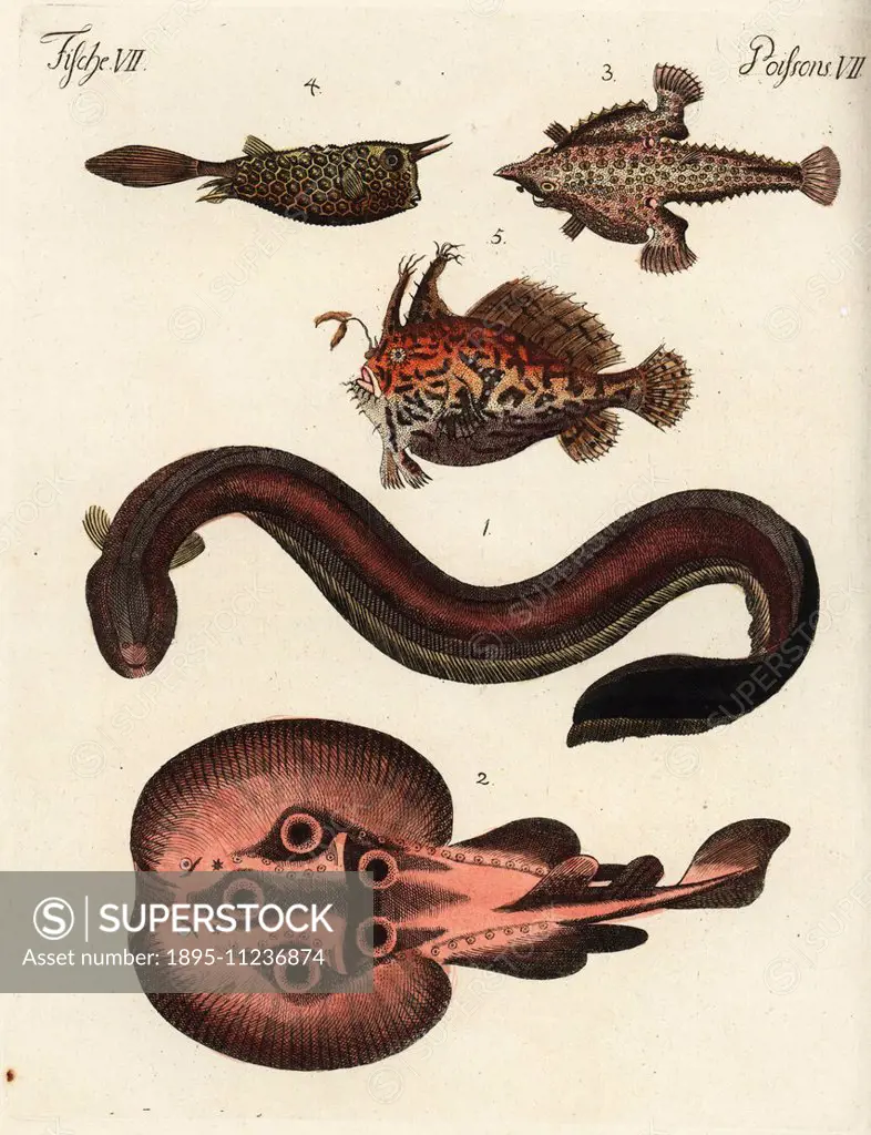 Electric eel, Electrophorus electricus 1, eyed electric ray, Torpedo torpedo 2, Brazilian batfish, Ogcocephalus vespertilio 3, longhorn cowfish, Lacto...