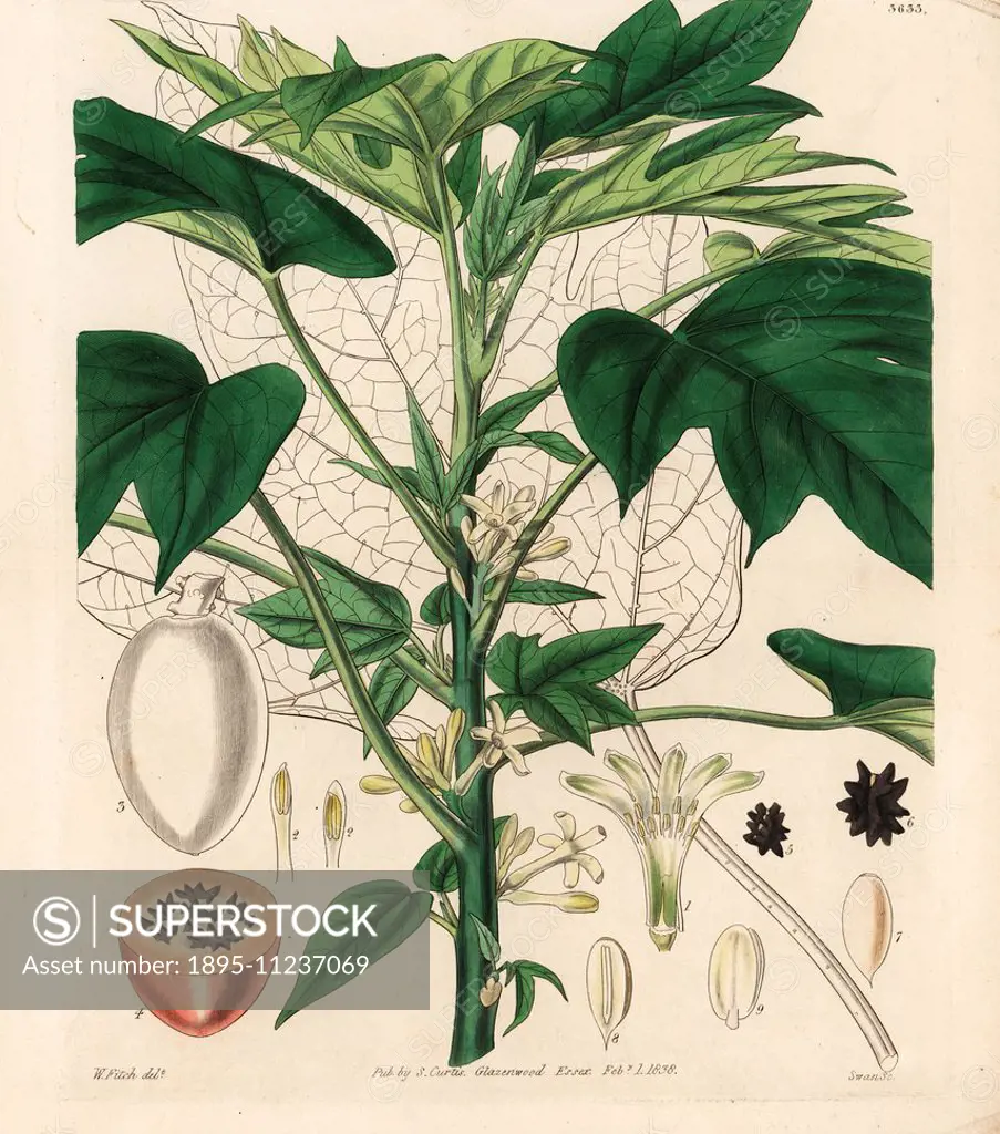 South American papaya, Carica monoica or Vasconcellea monoica (Small citron-fruited papaw or papaya, Carica citriformis). Handcoloured copperplate eng...