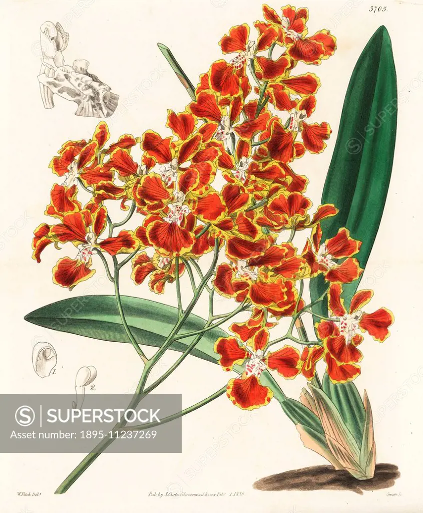 Gomesa forbesii orchid (Forbes' oncidium orchid, Oncidium forbesii). Handcoloured copperplate engraving after a botanical illustration by Walter Fitch...