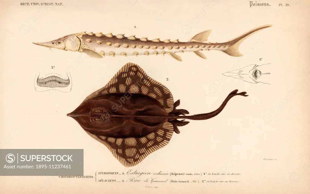 European sea sturgeon, Acipenser sturio, critically endangered, and skate, Dipturus batis (Raia gaimardi). Handcolored engraving by Fournier after an ...