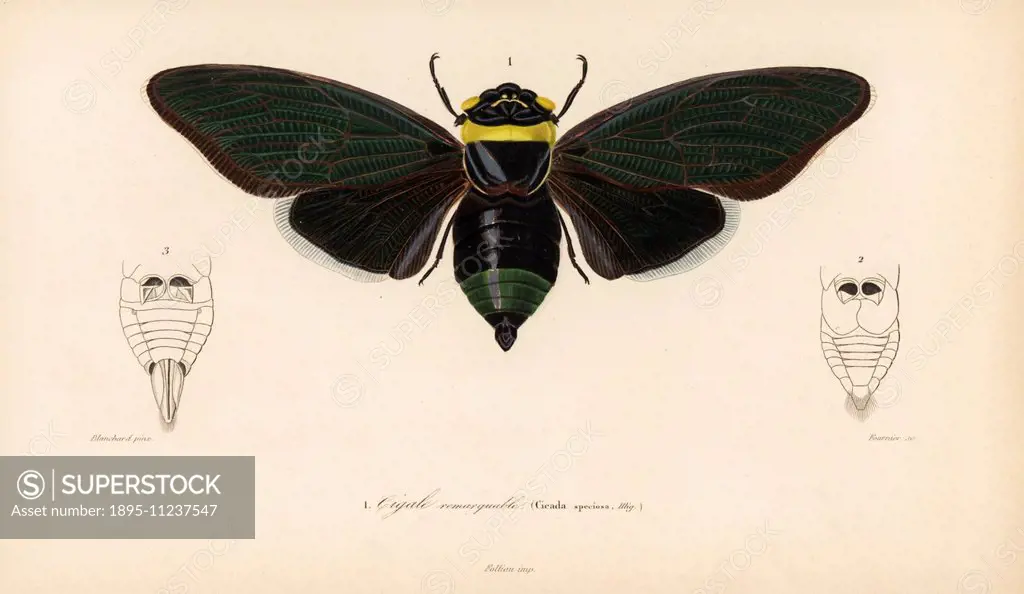 Tacua speciosa (Cicada speciosa), species of cicada native to Southeast Asia. Handcolored engraving by Fournier after an illustration by Blanchard fro...