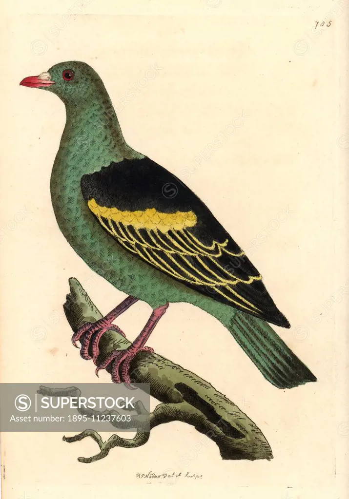 Sri Lanka or Pompadour green pigeon, Treron pompadora (Aromatic pigeon, Columba aromatica). Illustration drawn and engraved by Richard Polydore Nodder...